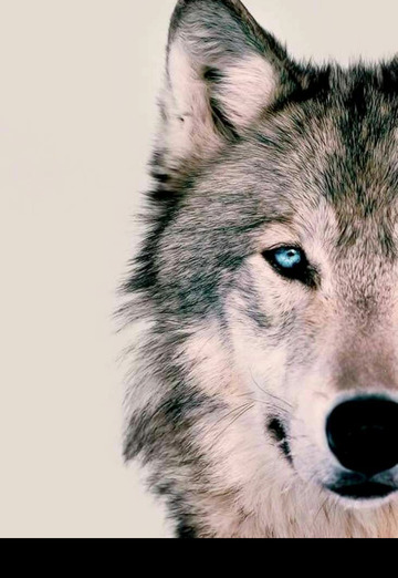 She wolf (@shewolf18) — моя фотография № 3