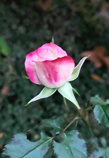 Serge (@serj32081) — my photo № 46