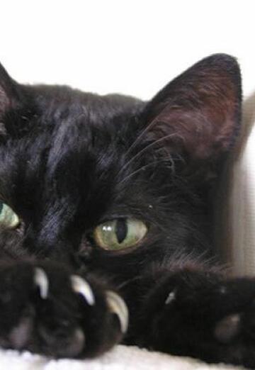 Black Cat (@blackcat131) — my photo № 20