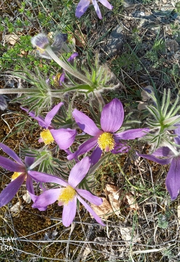 Olga (@olga56490) — my photo № 32